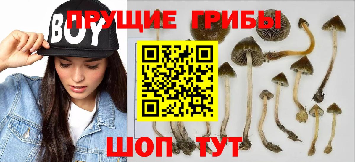 Галлюциногенные грибы Cubensis  Вход с VPN  купить наркоту  Мурманск  Псилоцибиновые грибы Psilocybine cubensis 